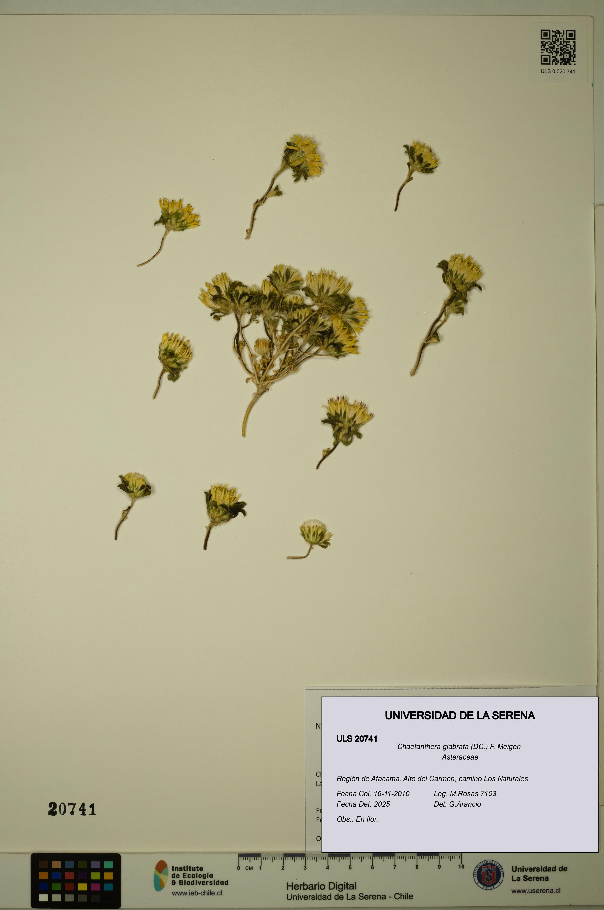 Chaetanthera glabrata [Espécimen: ULS:ULS:0020741]