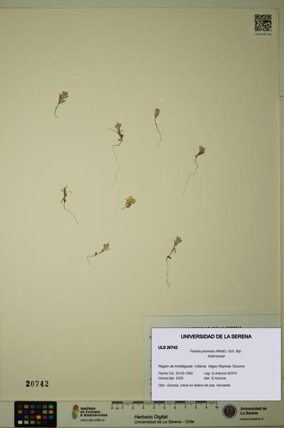 Facelis plumosa [Espécimen: ]