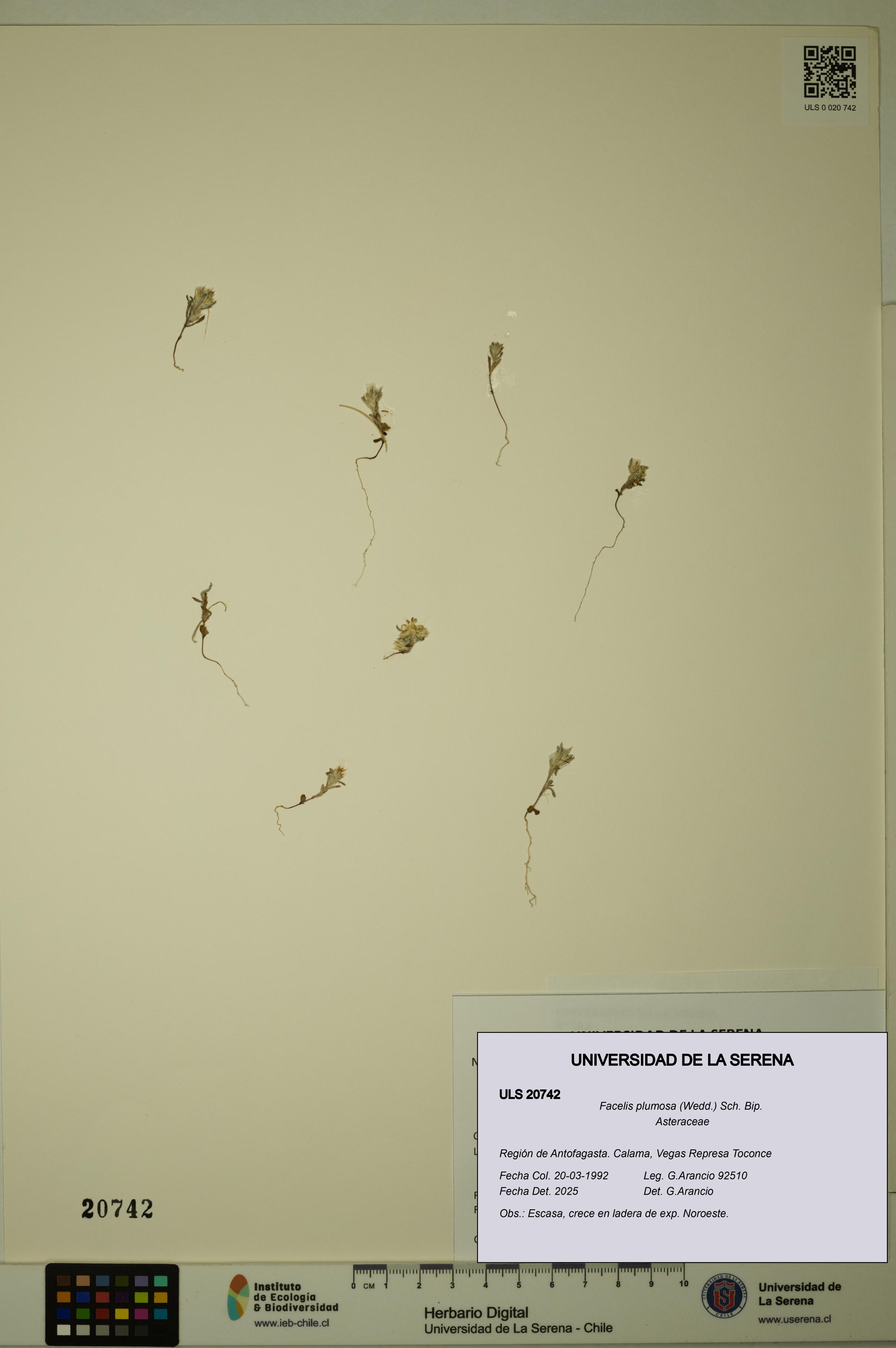 Facelis plumosa [Espécimen: ]