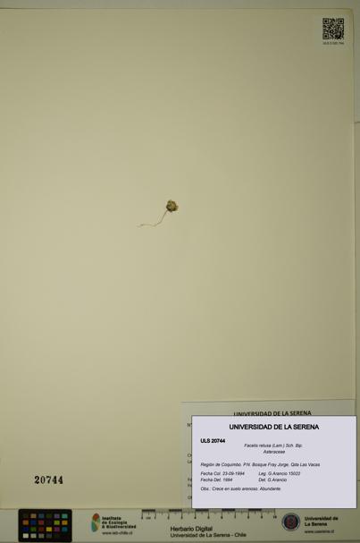 Facelis retusa [Espécimen: ]
