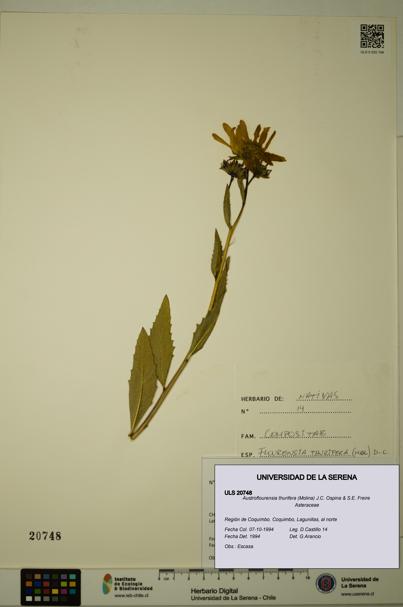 Austroflourensia thurifera [Espécimen: ULS:ULS:0020748]