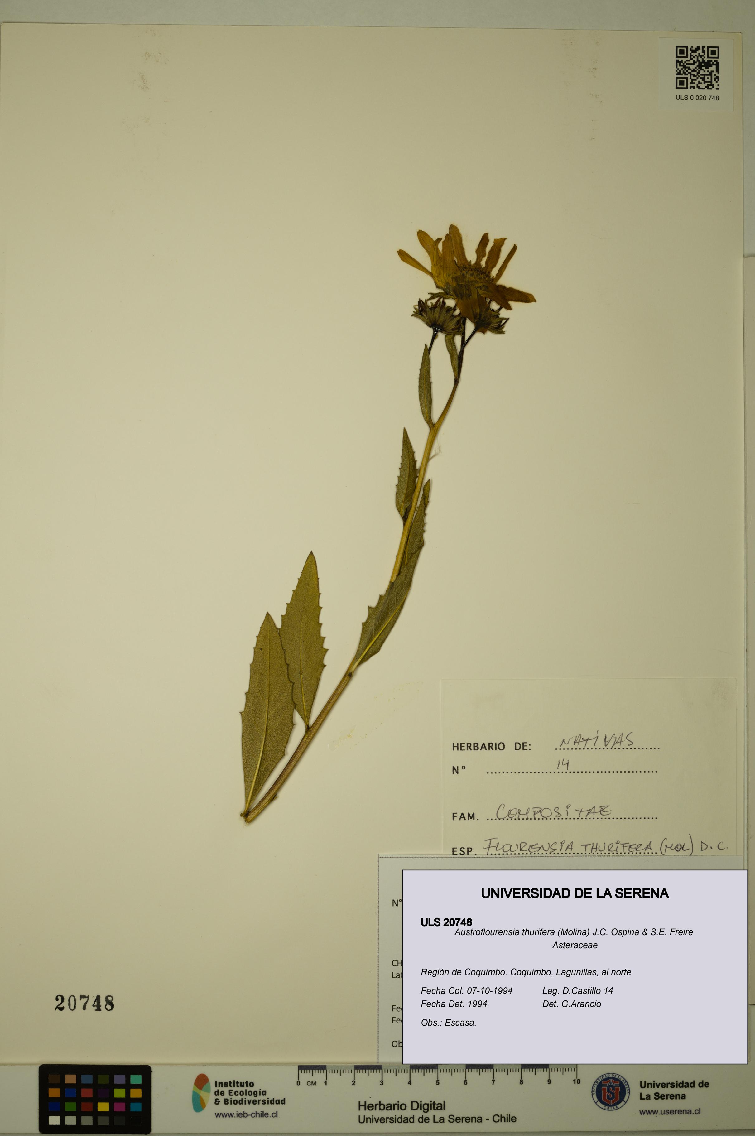 Austroflourensia thurifera [Espécimen: ULS:ULS:0020748]
