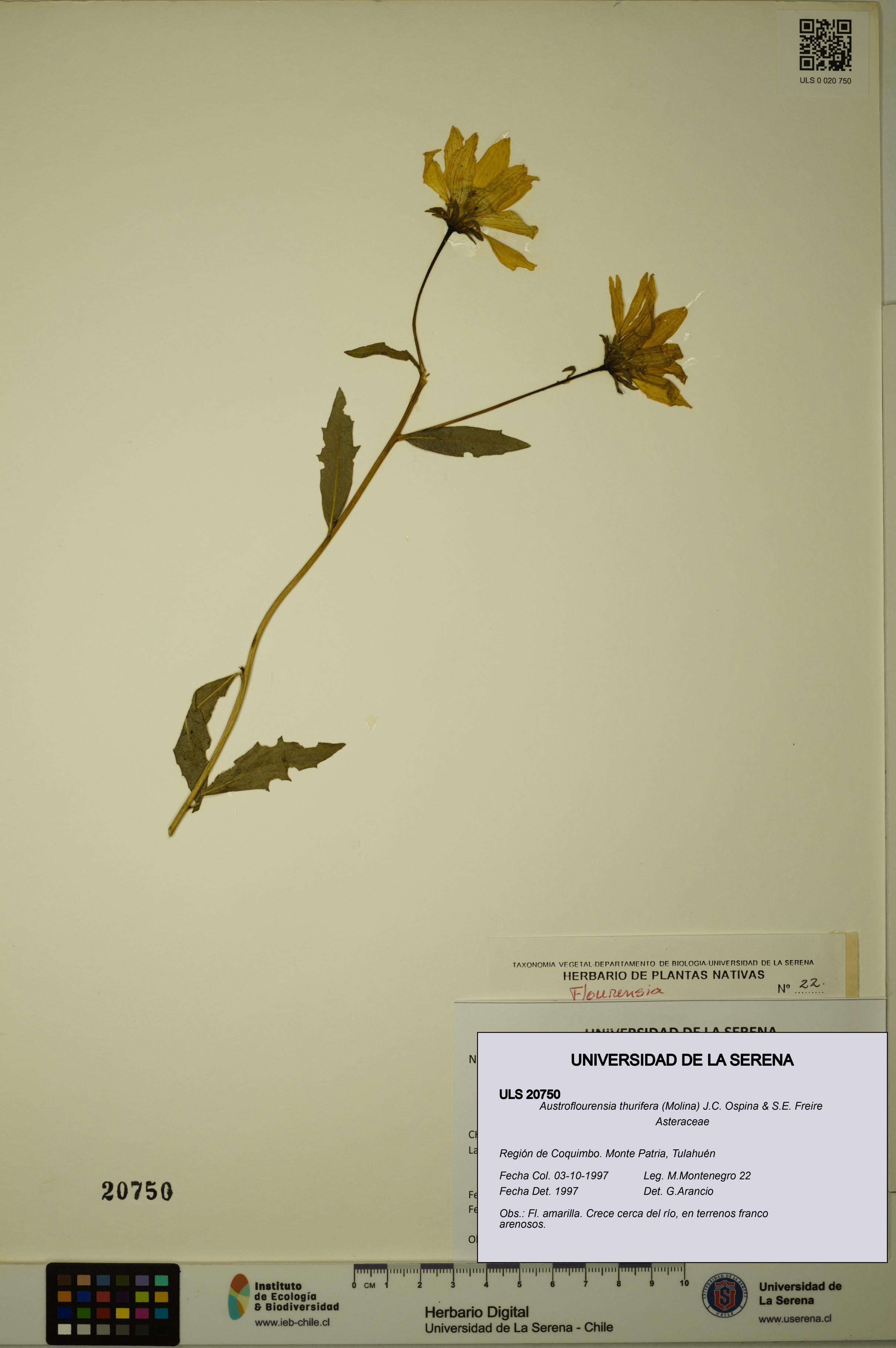 Austroflourensia thurifera [Espécimen: ULS:ULS:0020750]