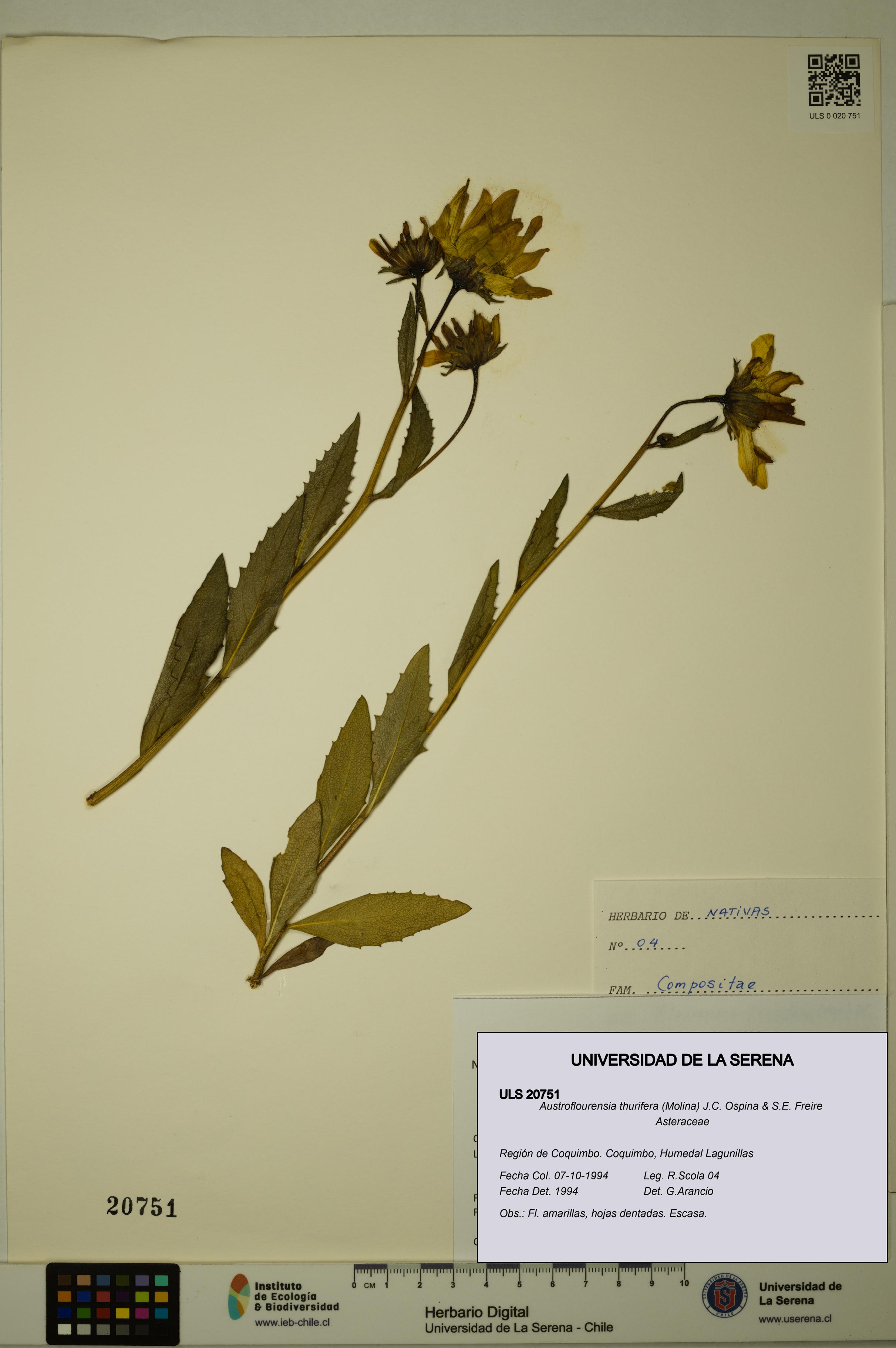 Austroflourensia thurifera [Espécimen: ULS:ULS:0020751]