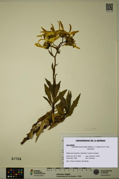Austroflourensia thurifera [Espécimen: ULS:ULS:0020753]