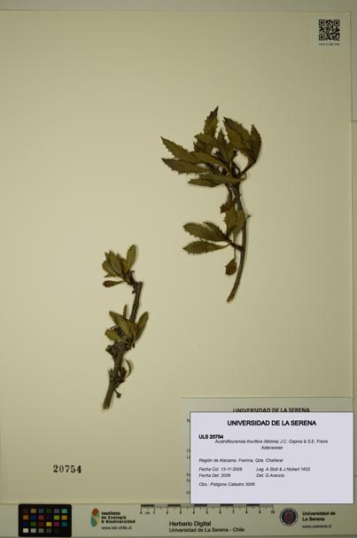 Austroflourensia thurifera [Espécimen: ULS:ULS:0020754]