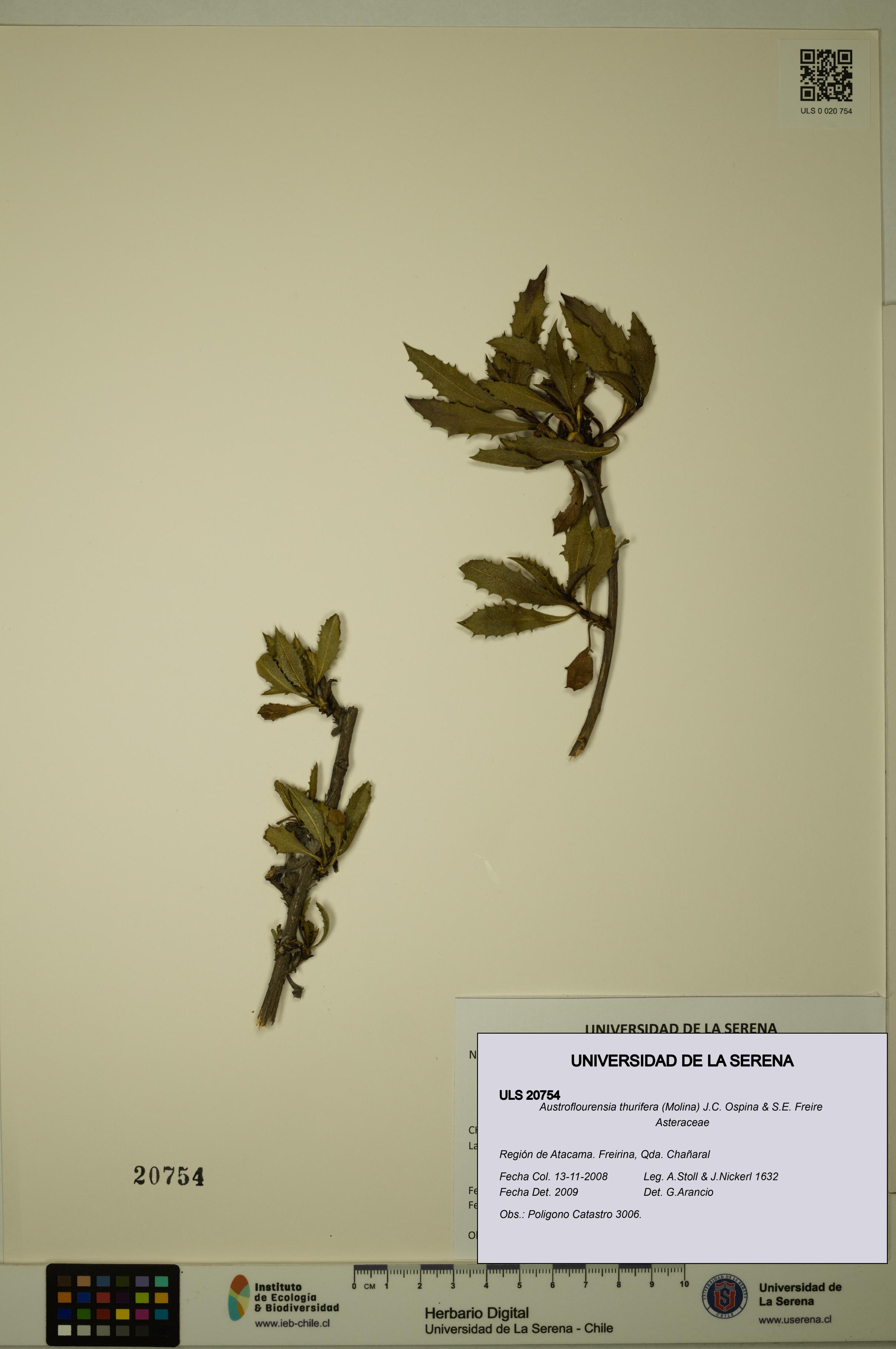 Austroflourensia thurifera [Espécimen: ULS:ULS:0020754]