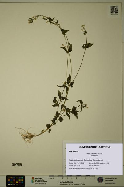 Galinsoga parviflora [Espécimen: ULS:ULS:0020755]