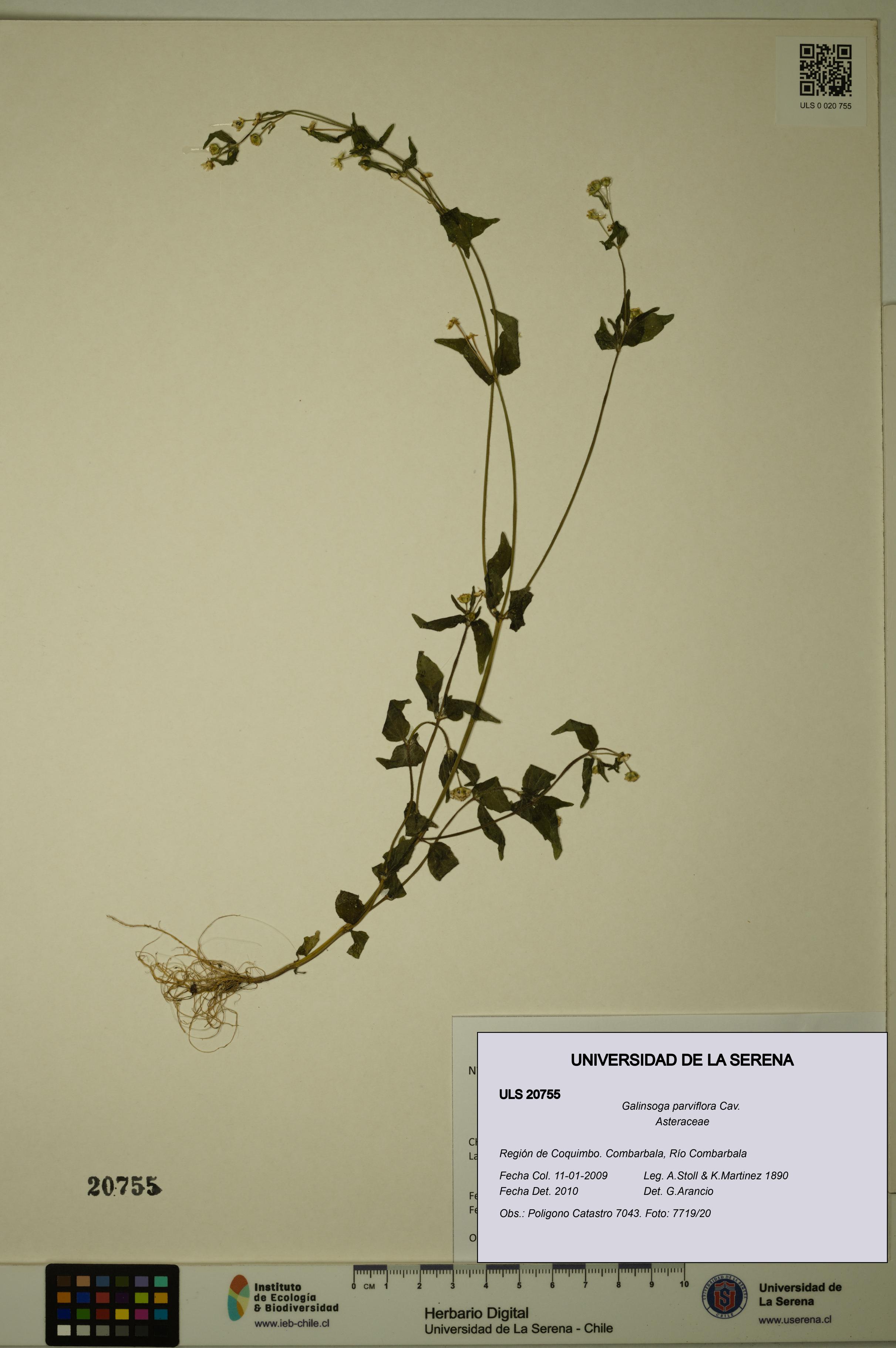 Galinsoga parviflora [Espécimen: ULS:ULS:0020755]