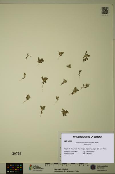 Gamochaeta americana [Espécimen: ULS:ULS:0020756]