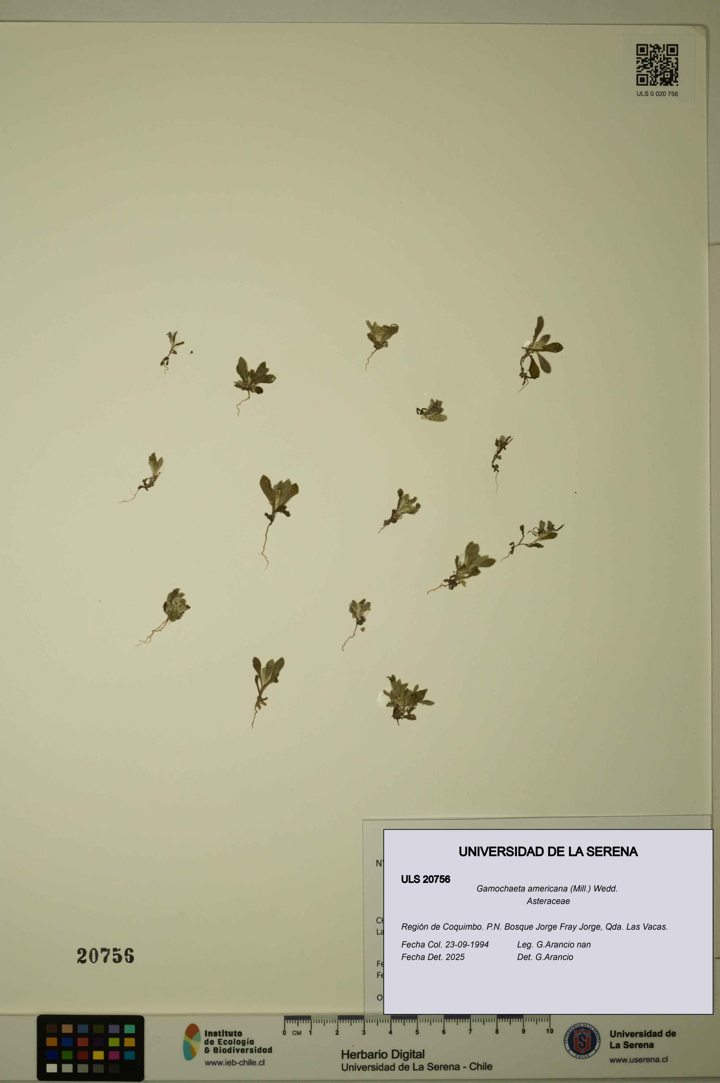 Gamochaeta americana [Espécimen: ULS:ULS:0020756]