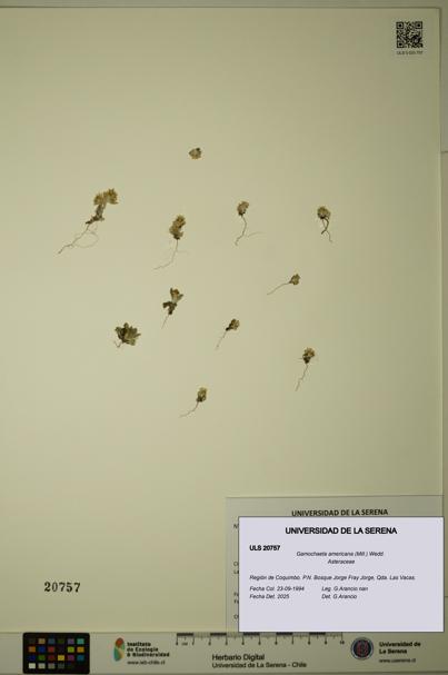 Gamochaeta americana [Espécimen: ULS:ULS:0020757]