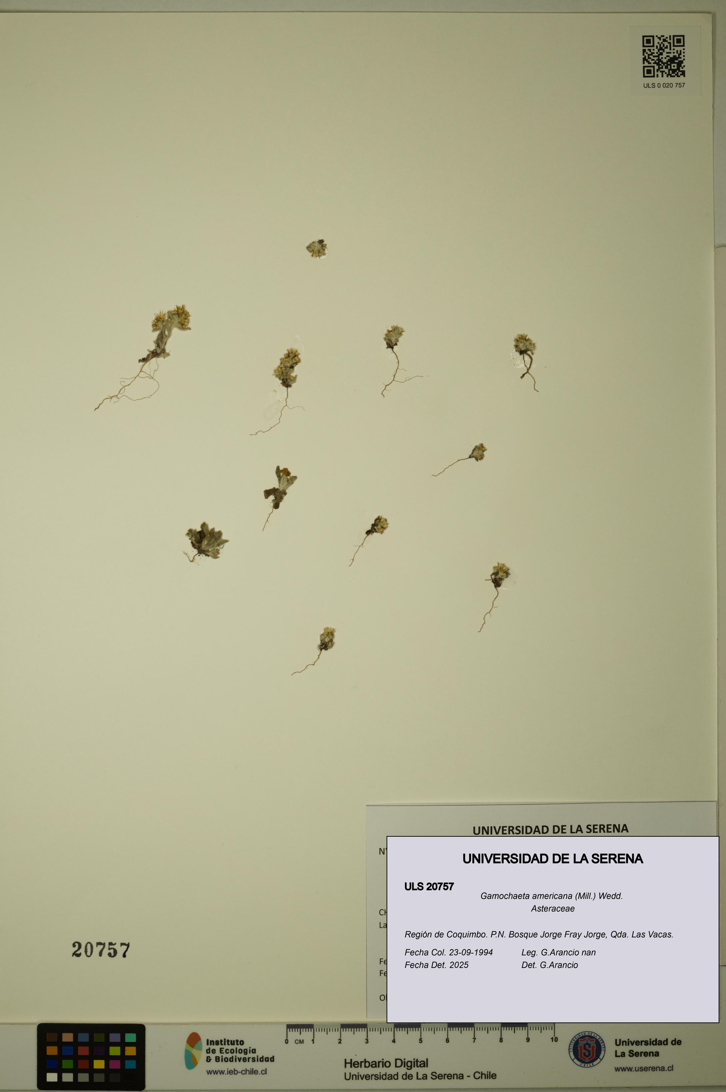 Gamochaeta americana [Espécimen: ULS:ULS:0020757]