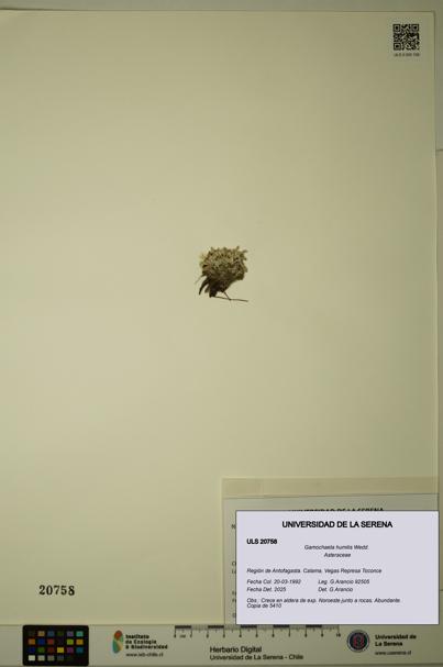 Gamochaeta humilis [Espécimen: ULS:ULS:0020758]