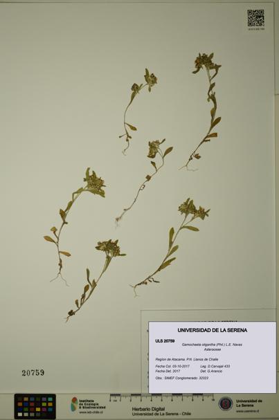 Gamochaeta oligantha [Espécimen: ULS:ULS:0020759]