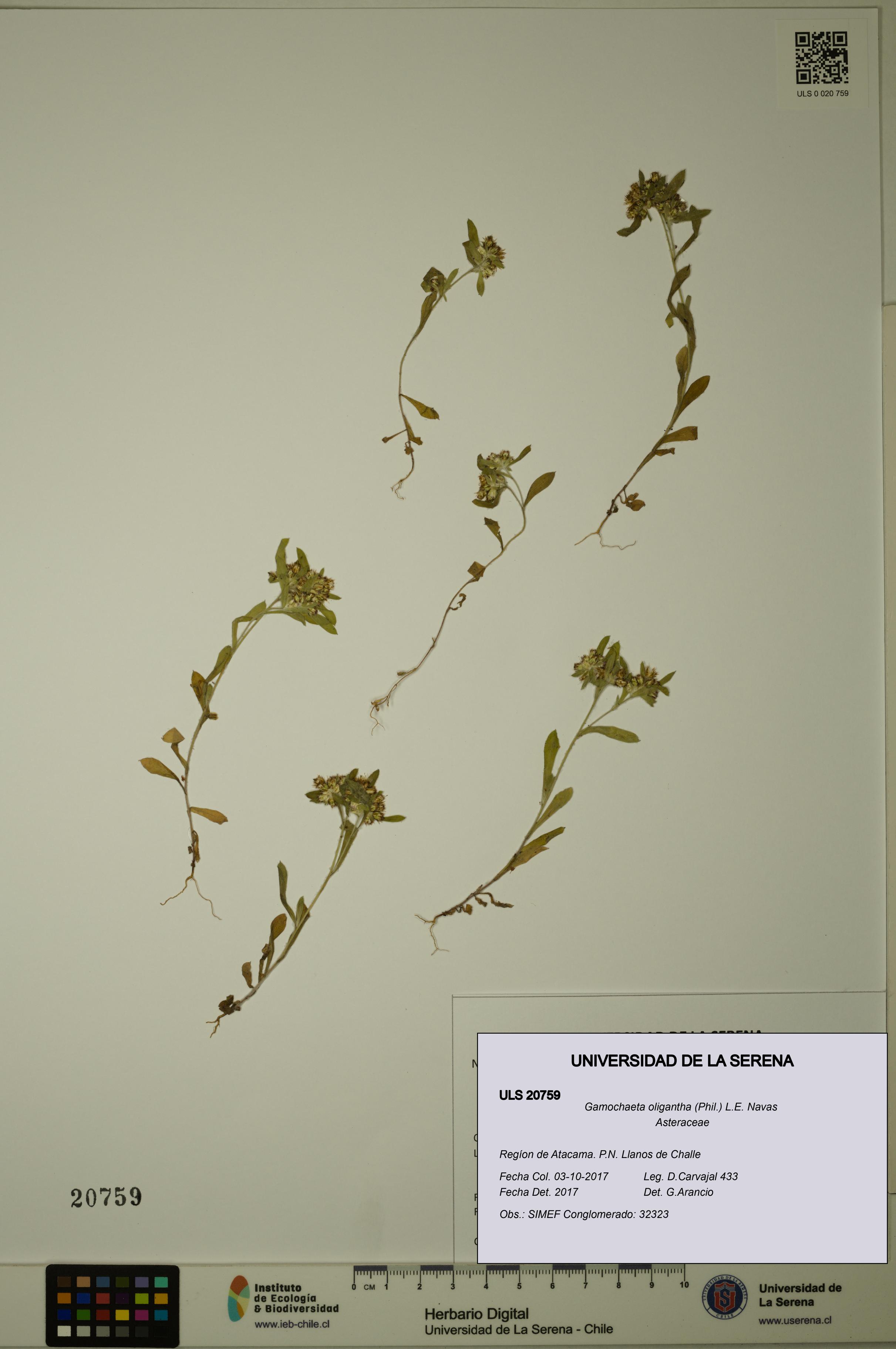 Gamochaeta oligantha [Espécimen: ULS:ULS:0020759]