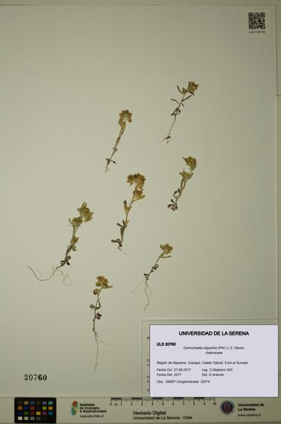 Gamochaeta oligantha [Espécimen: ULS:ULS:0020760]