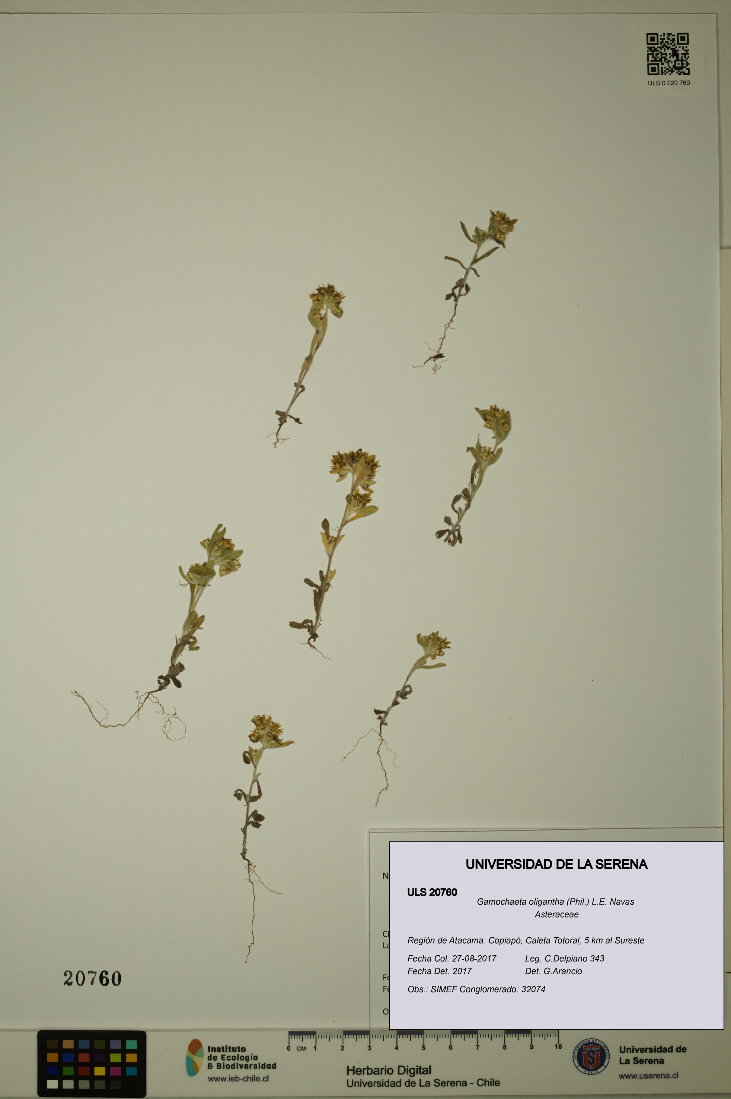 Gamochaeta oligantha [Espécimen: ULS:ULS:0020760]