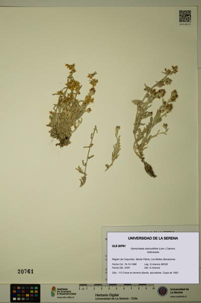 Gamochaeta stachydifolia [Espécimen: ULS:ULS:0020761]