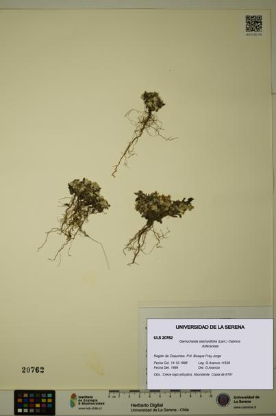 Gamochaeta stachydifolia [Espécimen: ULS:ULS:0020762]