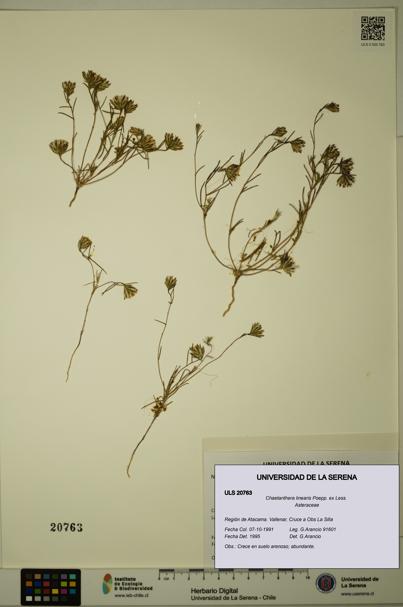 Chaetanthera linearis [Espécimen: ULS:ULS:0020763]