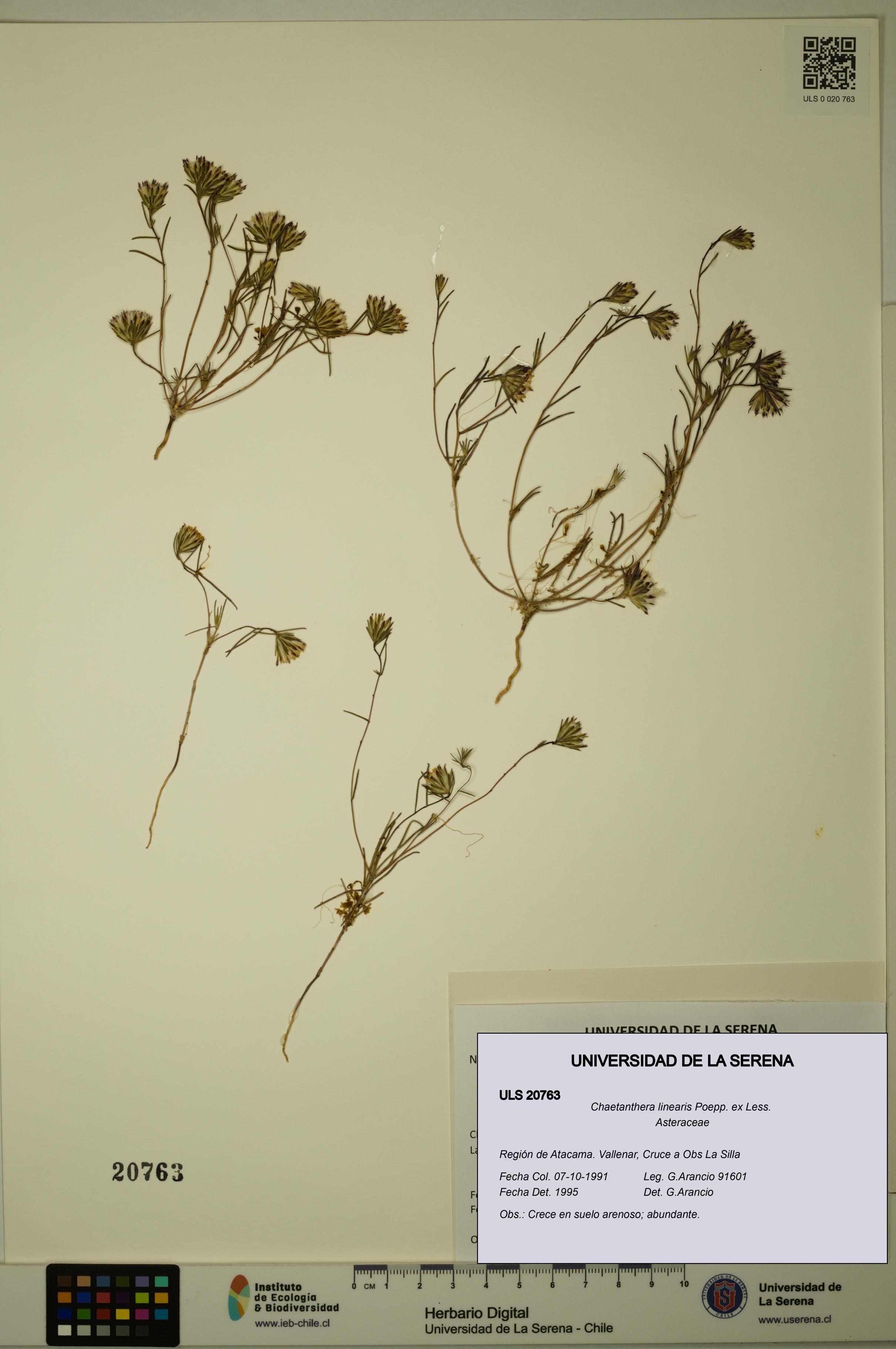 Chaetanthera linearis [Espécimen: ULS:ULS:0020763]