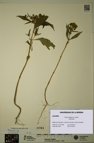 Flaveria bidentis [Espécimen: ULS:ULS:0020764]