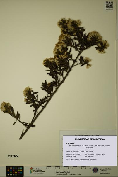 Gochnatia foliolosa var. foliolosa [Espécimen: ULS:ULS:0020765]
