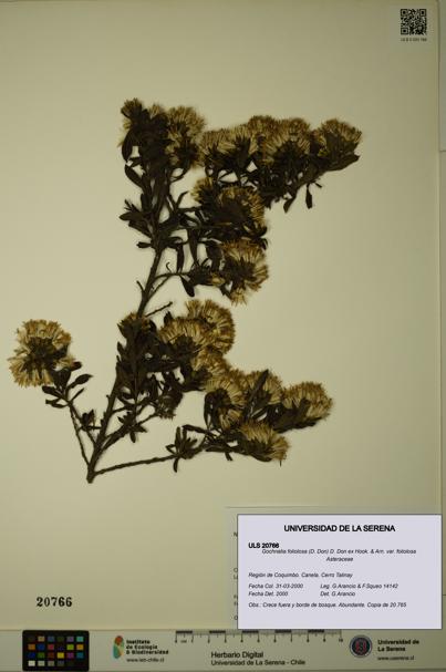 Gochnatia foliolosa var. foliolosa [Espécimen: ULS:ULS:0020766]