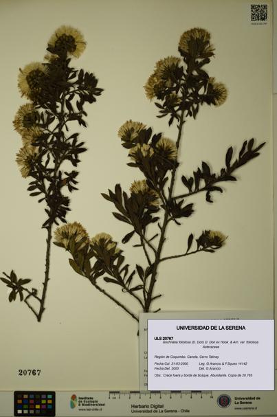 Gochnatia foliolosa var. foliolosa [Espécimen: ULS:ULS:0020767]