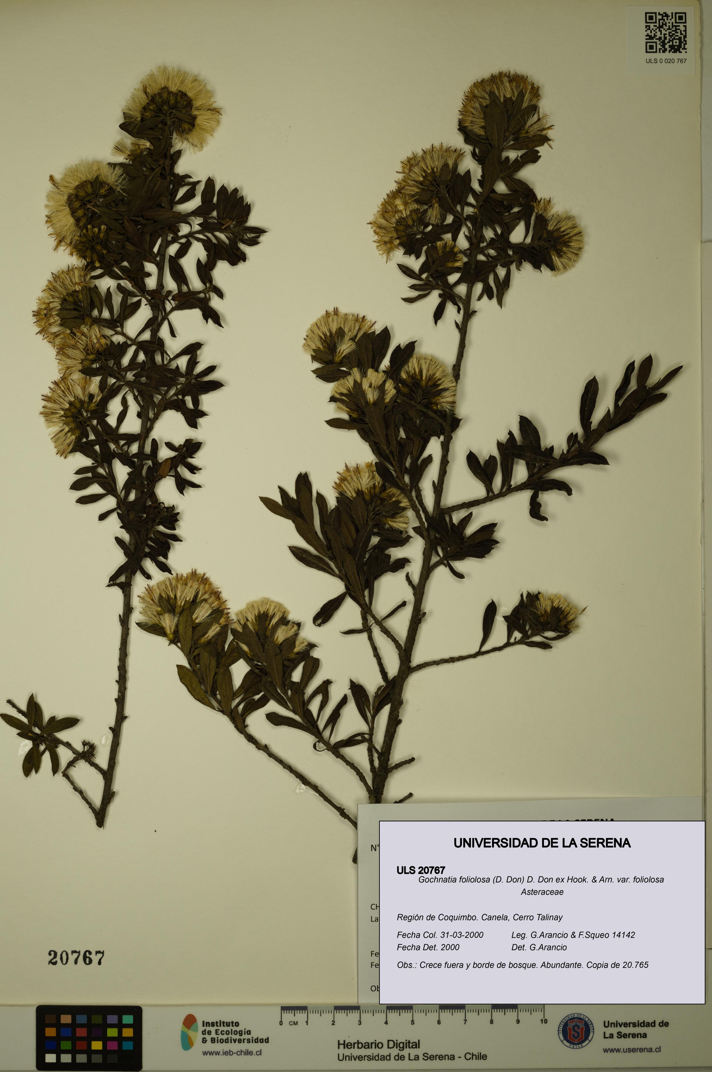 Gochnatia foliolosa var. foliolosa [Espécimen: ULS:ULS:0020767]