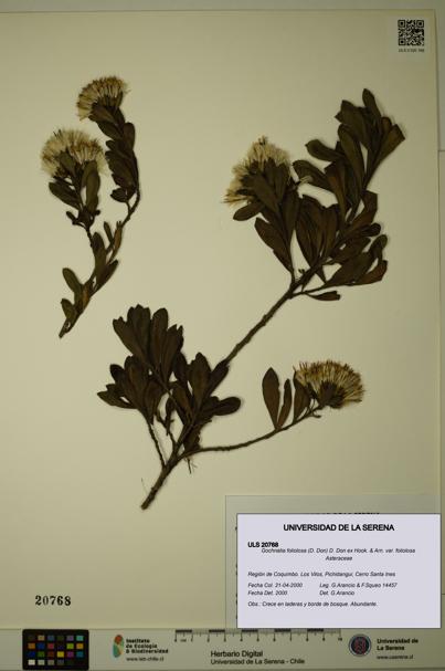 Gochnatia foliolosa var. foliolosa [Espécimen: ULS:ULS:0020768]
