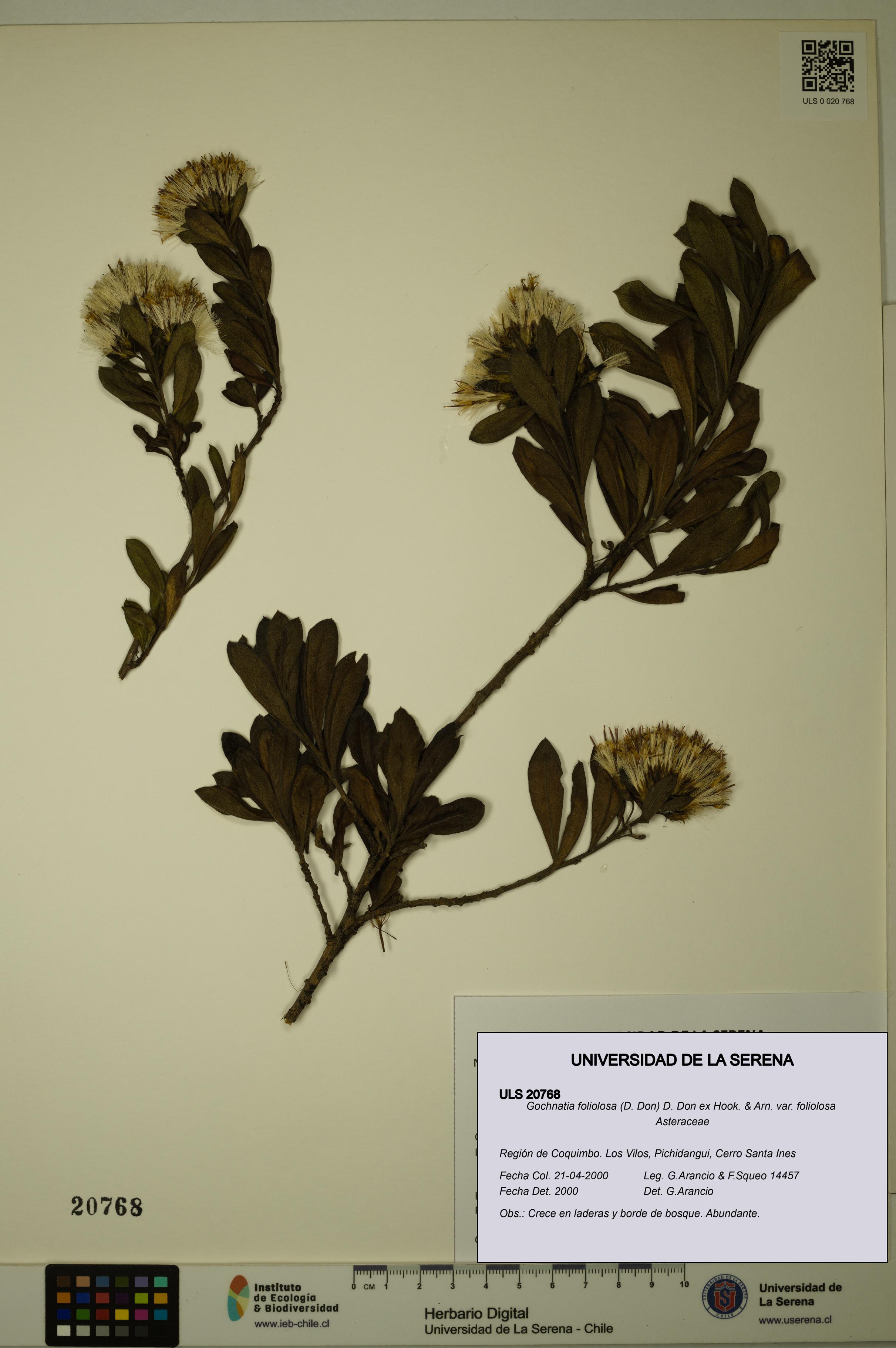 Gochnatia foliolosa var. foliolosa [Espécimen: ULS:ULS:0020768]