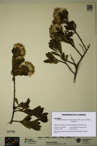 Gochnatia foliolosa var. foliolosa [Espécimen: ULS:ULS:0020769]