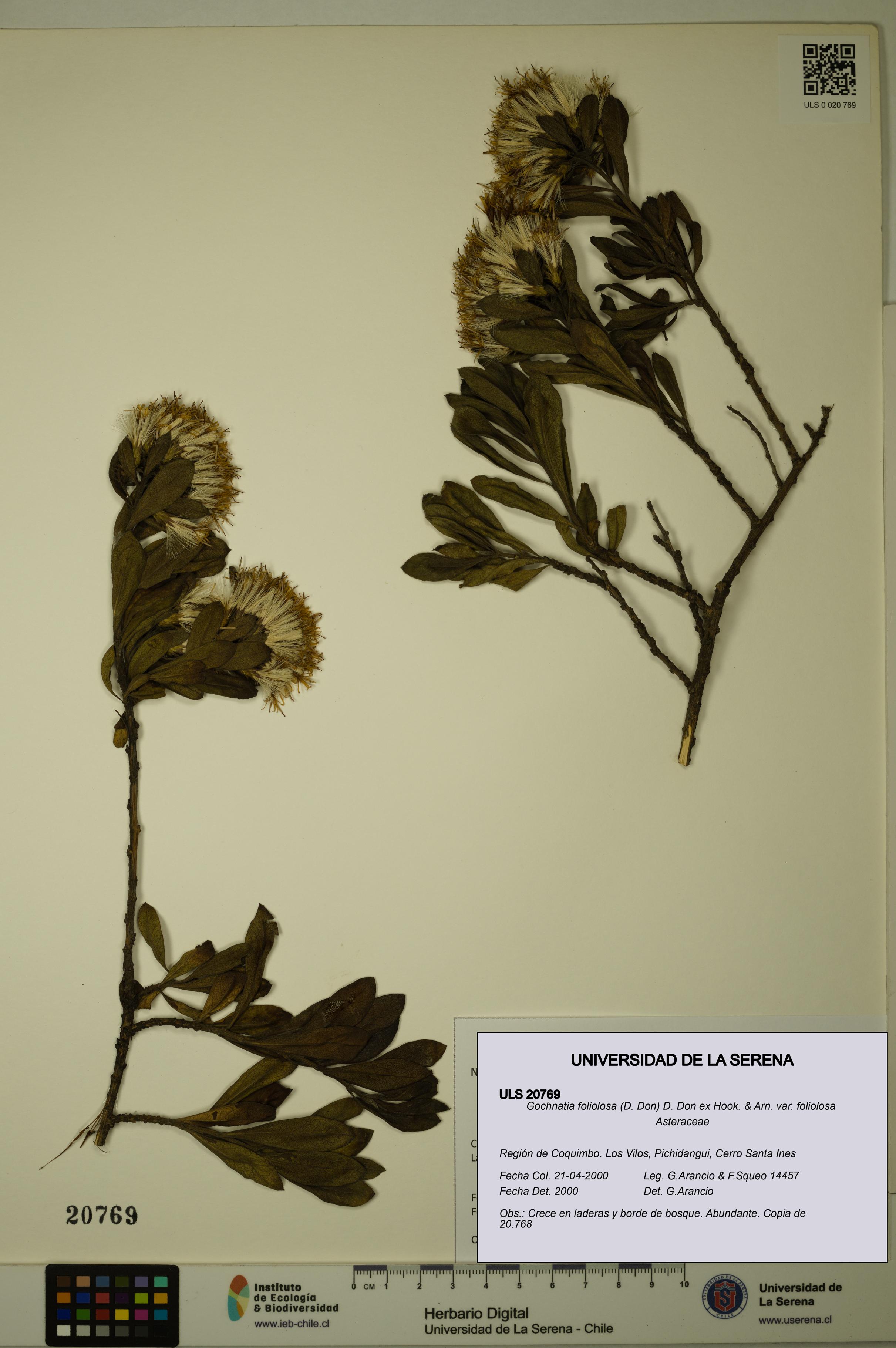 Gochnatia foliolosa var. foliolosa [Espécimen: ULS:ULS:0020769]