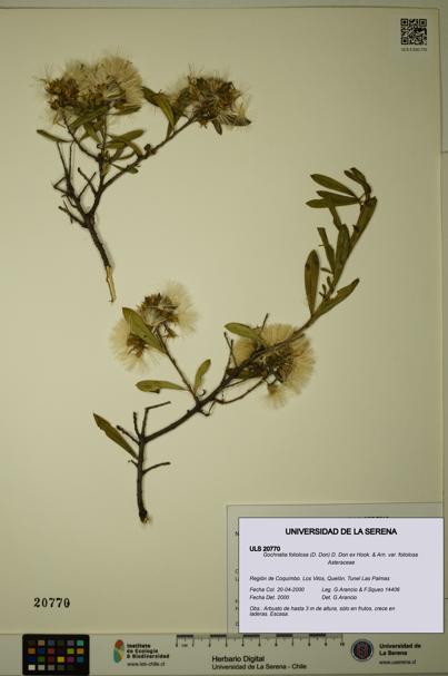 Gochnatia foliolosa var. foliolosa [Espécimen: ULS:ULS:0020770]