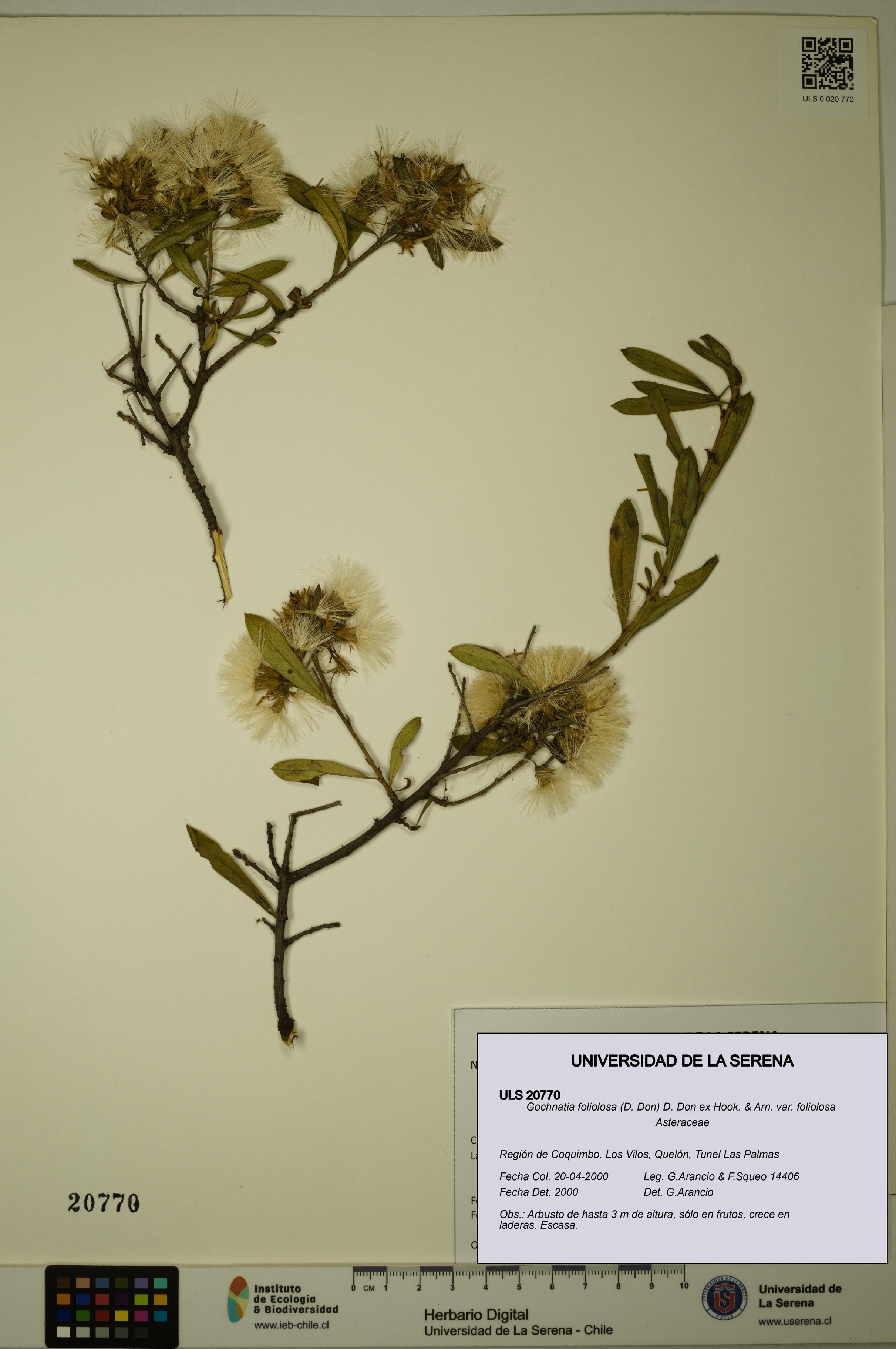 Gochnatia foliolosa var. foliolosa [Espécimen: ULS:ULS:0020770]
