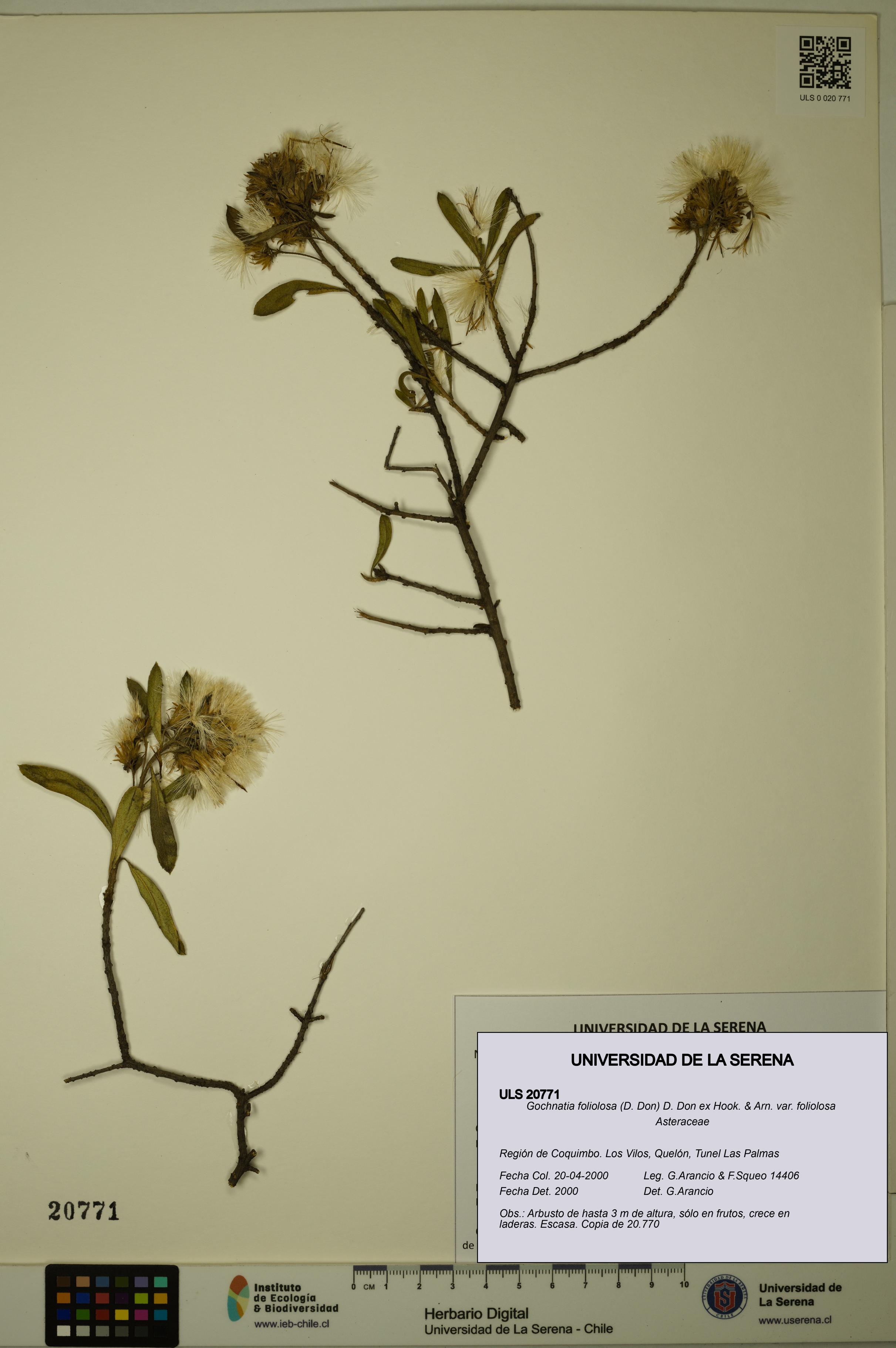 Gochnatia foliolosa var. foliolosa [Espécimen: ULS:ULS:0020771]