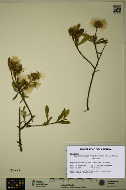Gochnatia foliolosa var. foliolosa [Espécimen: ULS:ULS:0020772]