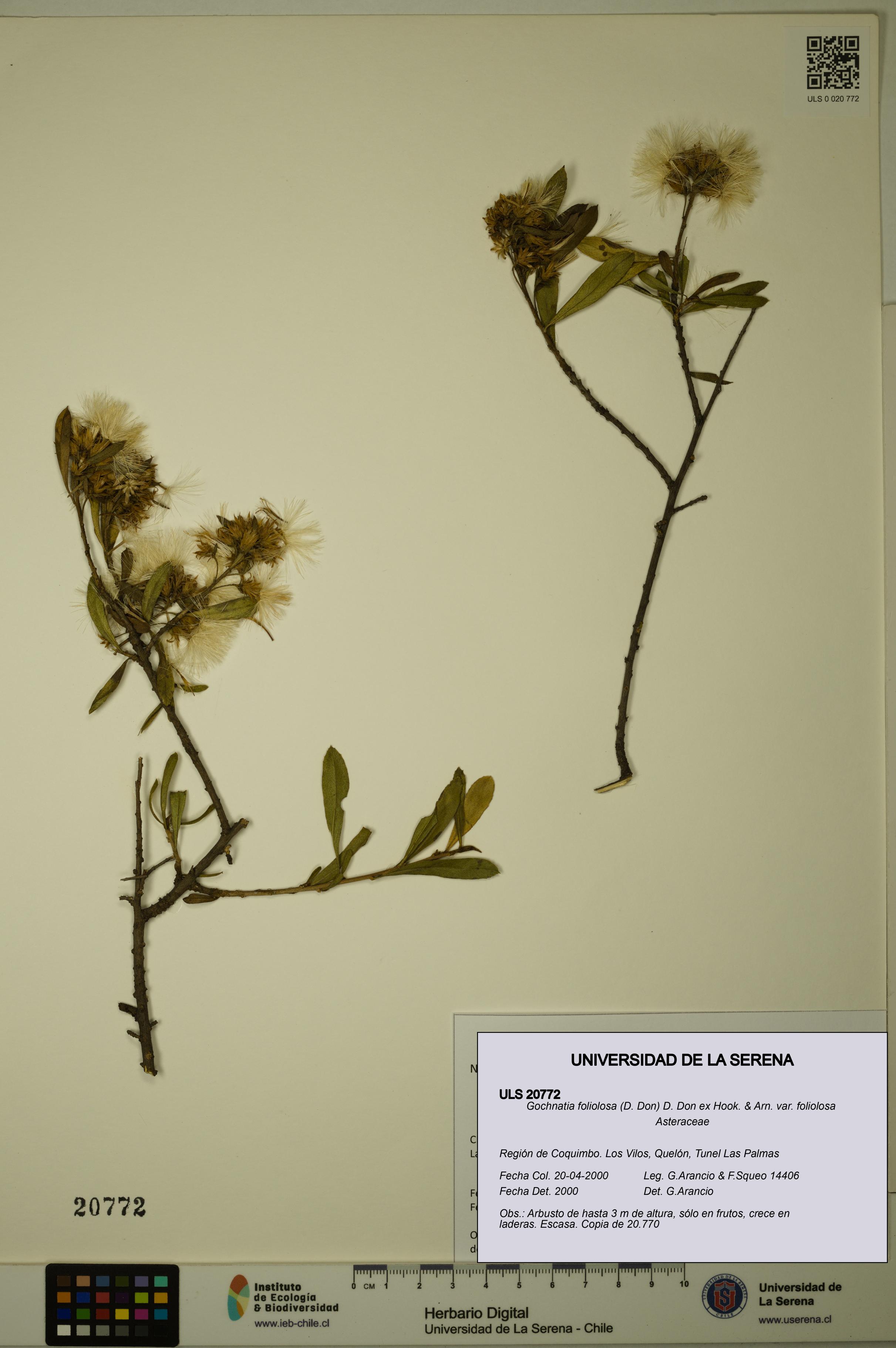 Gochnatia foliolosa var. foliolosa [Espécimen: ULS:ULS:0020772]