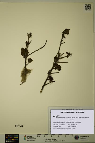Gochnatia foliolosa var. foliolosa [Espécimen: ULS:ULS:0020773]