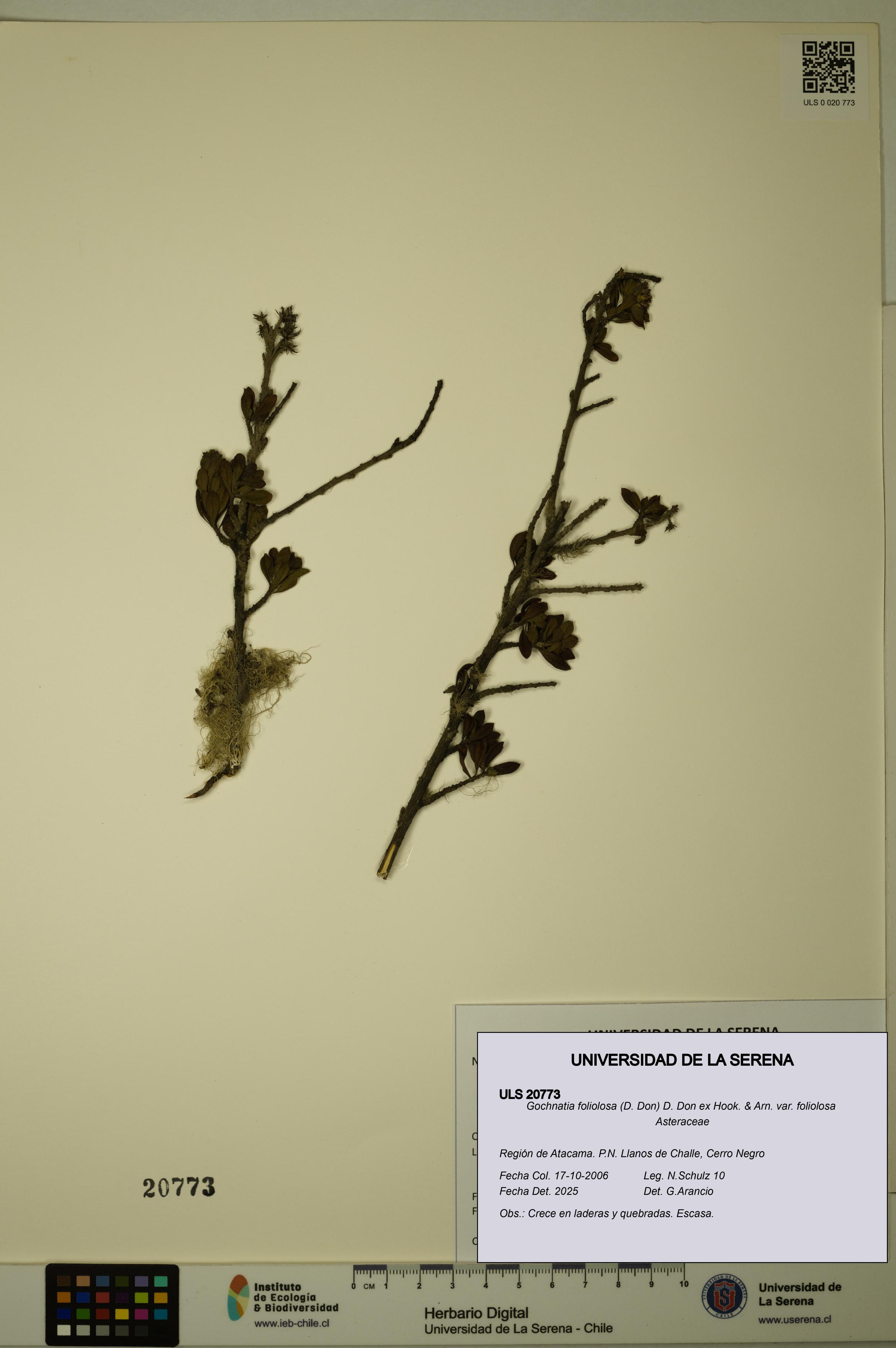 Gochnatia foliolosa var. foliolosa [Espécimen: ULS:ULS:0020773]