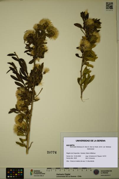 Gochnatia foliolosa var. foliolosa [Espécimen: ULS:ULS:0020774]