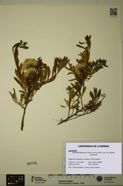 Gochnatia foliolosa var. foliolosa [Espécimen: ULS:ULS:0020775]