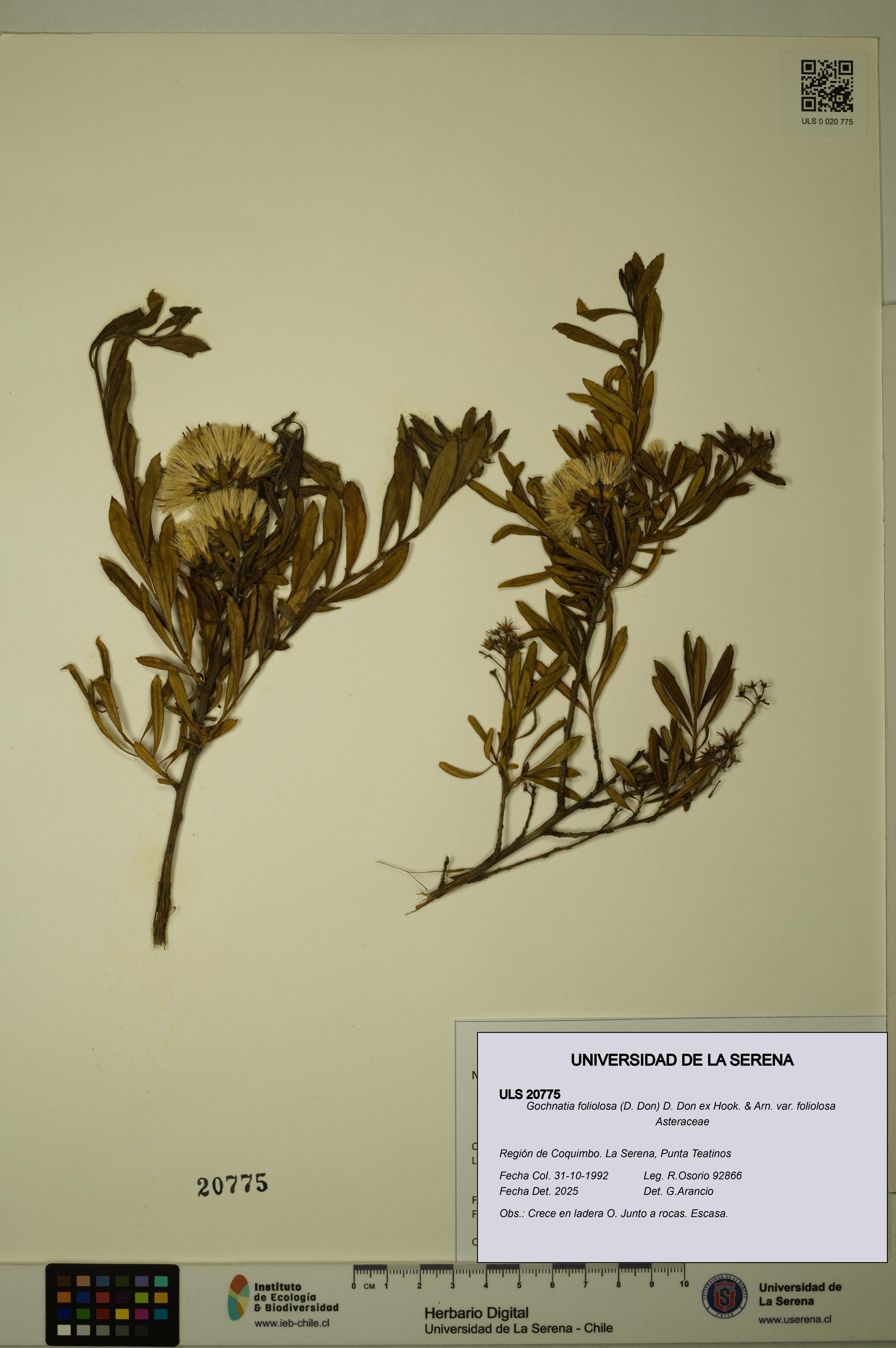 Gochnatia foliolosa var. foliolosa [Espécimen: ULS:ULS:0020775]