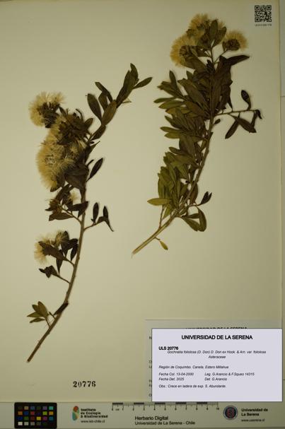 Gochnatia foliolosa var. foliolosa [Espécimen: ULS:ULS:0020776]