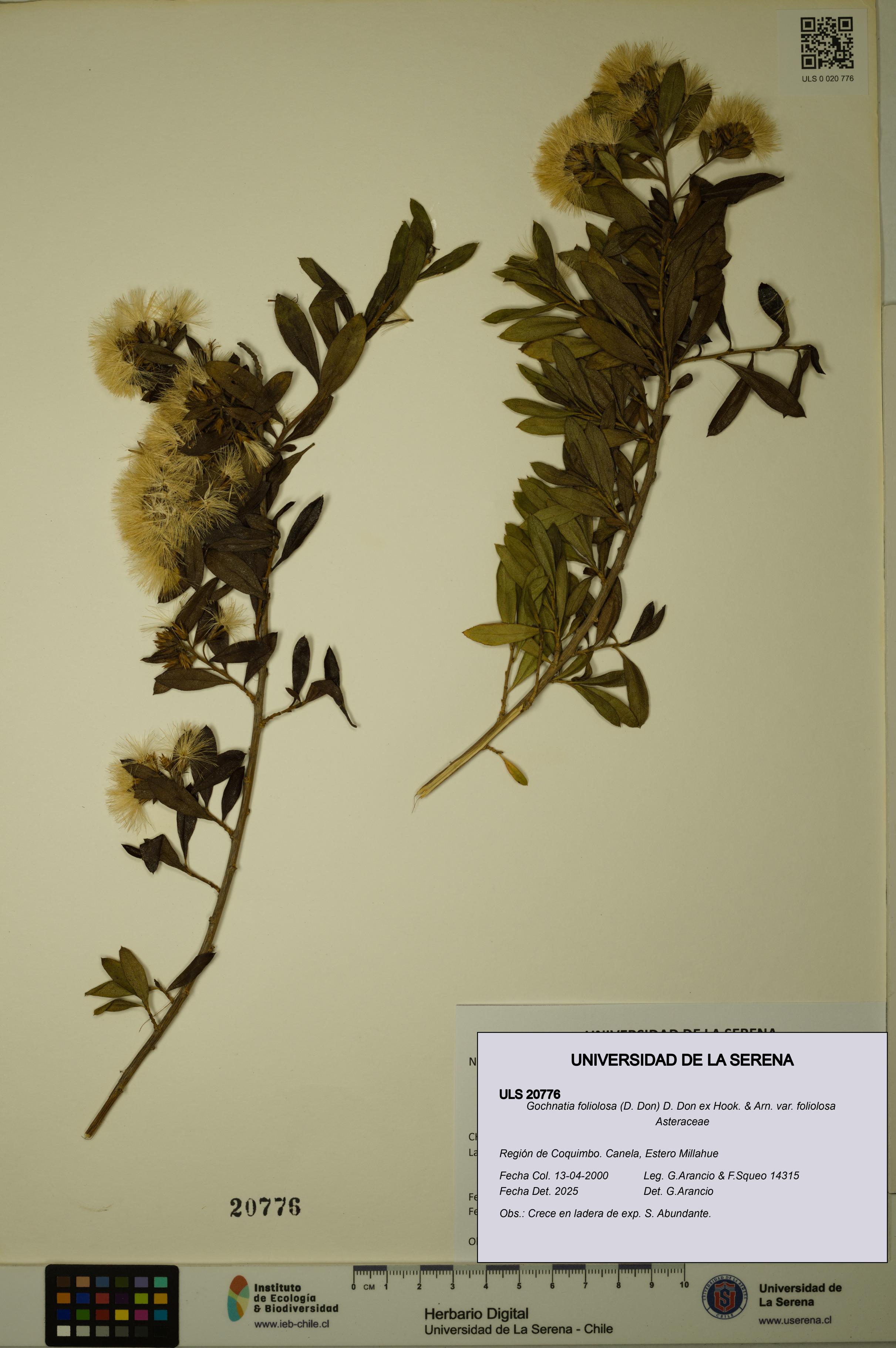 Gochnatia foliolosa var. foliolosa [Espécimen: ULS:ULS:0020776]