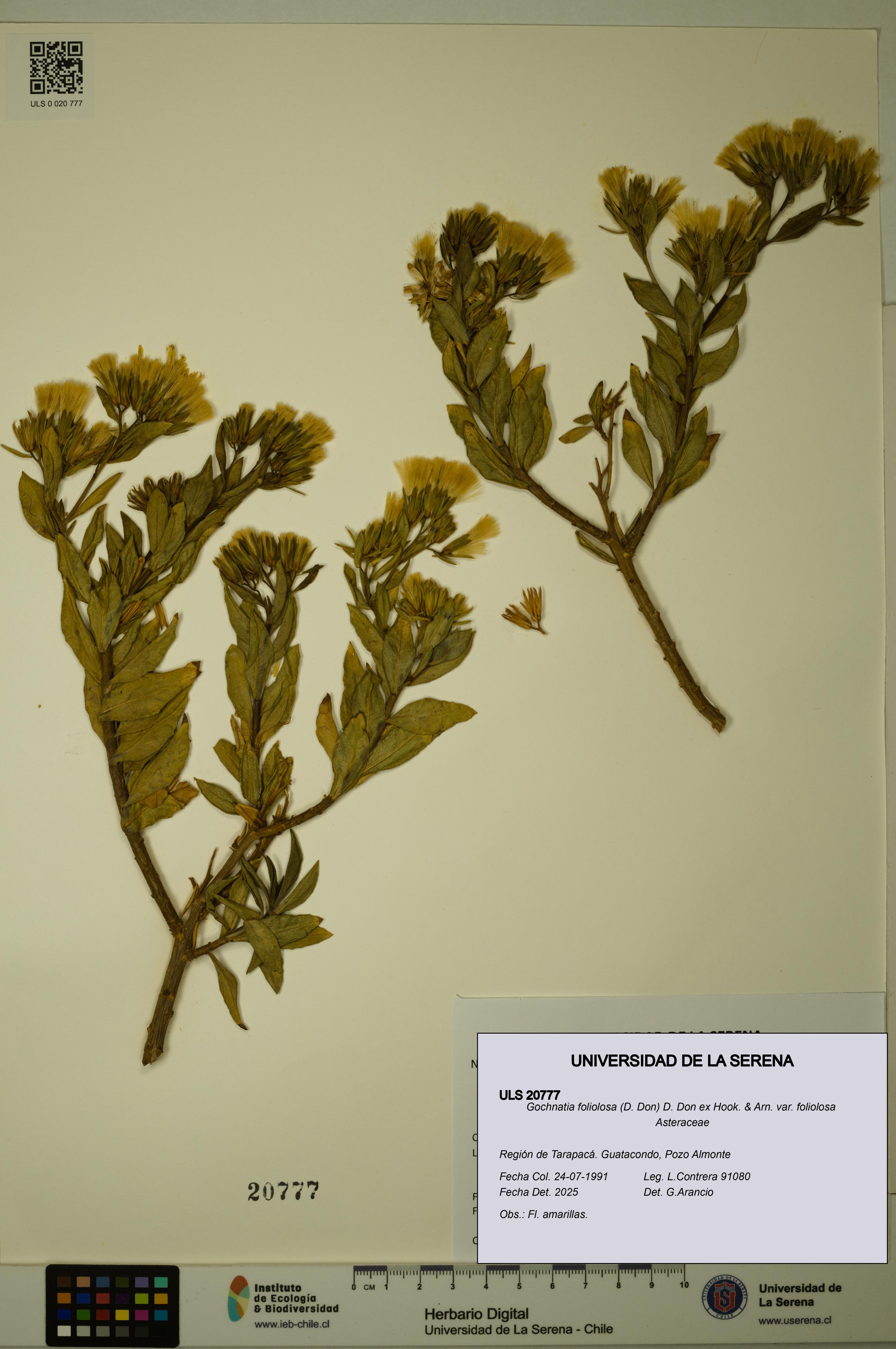 Gochnatia foliolosa var. foliolosa [Espécimen: ULS:ULS:0020777]