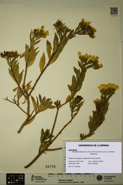 Gochnatia foliolosa var. foliolosa [Espécimen: ULS:ULS:0020778]