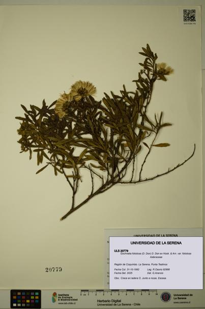 Gochnatia foliolosa var. foliolosa [Espécimen: ULS:ULS:0020779]